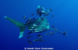 Oceanic Whitetip by Henrik Gram Rasmussen 